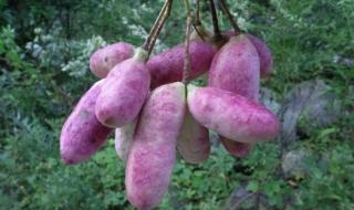 红薯成熟在什么季节 红薯几月份成熟